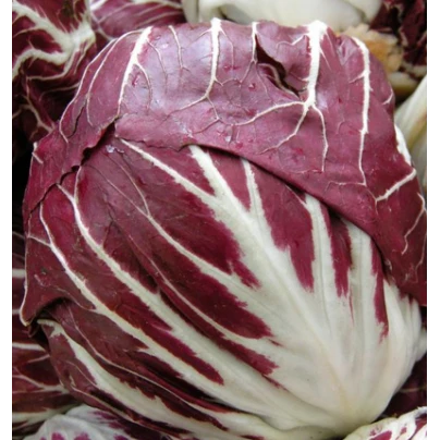 Zelí červené rané - Brassica oleracea - semena - 0,5 g