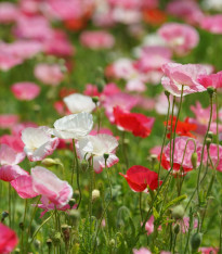 Vlčí mák směs barev - Papaver rhoeas - semena - 200 ks