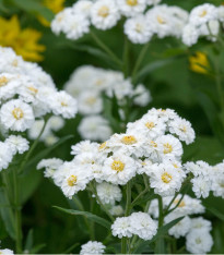 Řebříček Bertrám Perla - Achillea ptarmica - semena - 200 ks