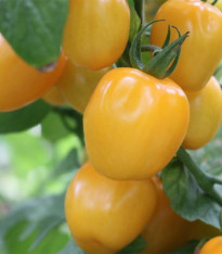 Rajče tyčkové Appleberry F1 PhR žluté - Solanum lycopersicum - semena - 7 ks