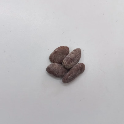 Indiánský banán Paw Paw - Asimina triloba - semena - 4 ks