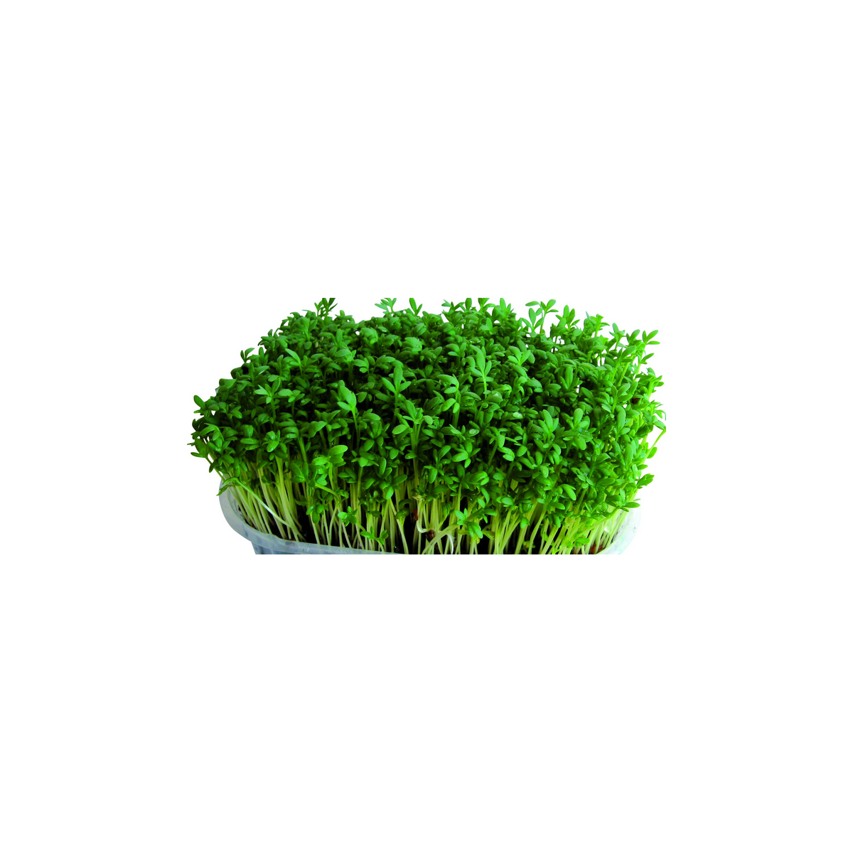 Velkolistá řeřicha - Lepidium sativum - semena - 1,5 g
