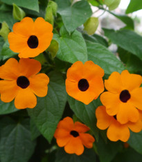 Černooká Zuzana - Thunbergia alata - semena - 12 ks