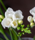 Frézie bílá - Freesia - cibuloviny - 3 ks