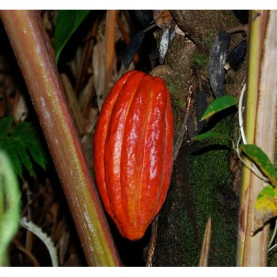 Kakaovník pravý červený - Theobroma cacao - semena - 5 ks