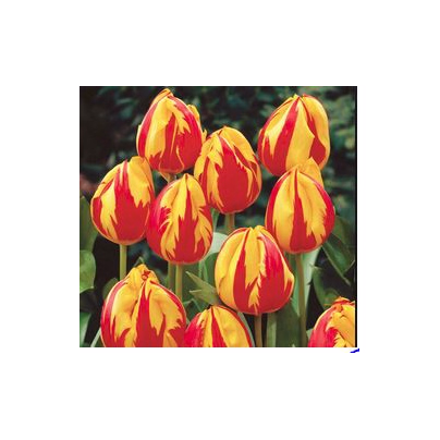 Tulipán Micky Mouse - Tulipa - cibuloviny - 3 ks