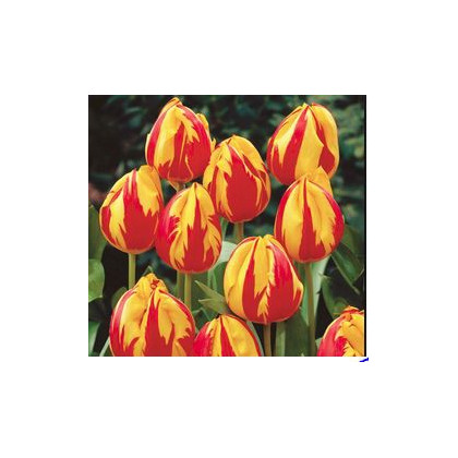 Tulipán Micky Mouse - Tulipa - cibuloviny - 3 ks