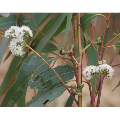 Eukalyptus kampanulata - Eucalyptus Campanulata - semena - 7 ks