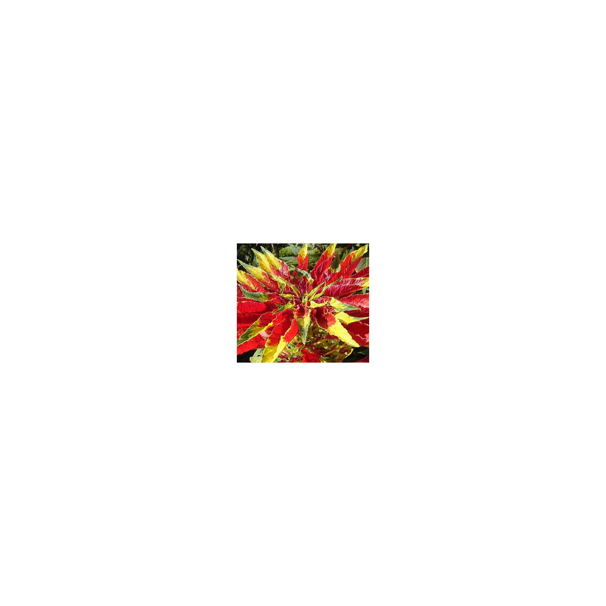 Laskavec tricolor - Amaranthus tricolor - semena - 0,2 g