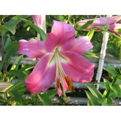 Lilie Bernini - Lilium - cibuloviny - 1 ks