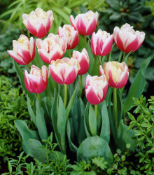 Tulipán Wirosa - Tulipa - cibuloviny - 3 ks
