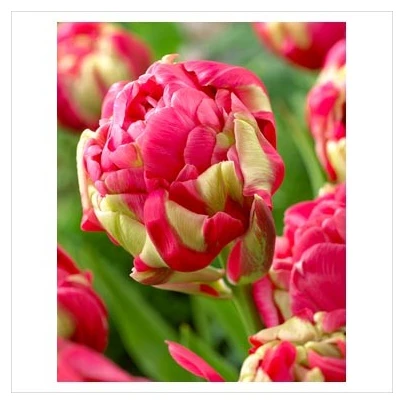 Tulipán Renown Unique - Tulipa - cibuloviny - 3 ks