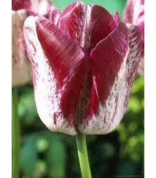 Tulipán Modern style - Tulipa - cibuloviny - 3 ks