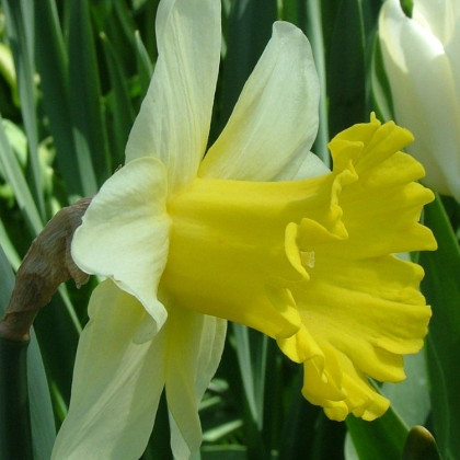Narcis Goblet - Narcissus - cibuloviny - 3 ks
