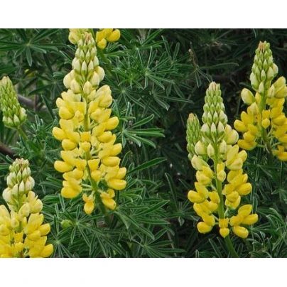 Vlčí bob žlutý - Lupina mnoholistá - Lupinus polyphyllus - semena - 30 ks