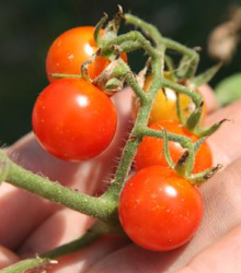 Divoké rajče červené - Lycopersicon pimpinellifolium - semena - 6 ks