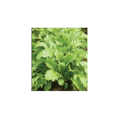 Mizuna Kruis F1 - japonská hořčice - Brassica campestris Japonica - semena - 0,02 g