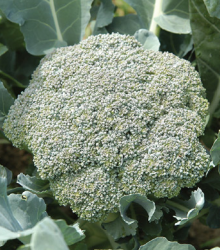 Brokolice Green Magic F1 - Brassica oleracea L. - semena - 20 ks