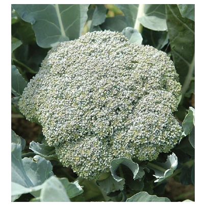 Brokolice Green Magic F1 - Brassica oleracea L. - semena - 20 ks