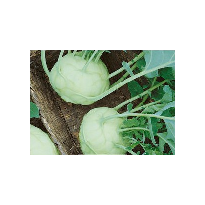 Kedluben bílý Lanro - Brassica oleracea - semena - 300 ks