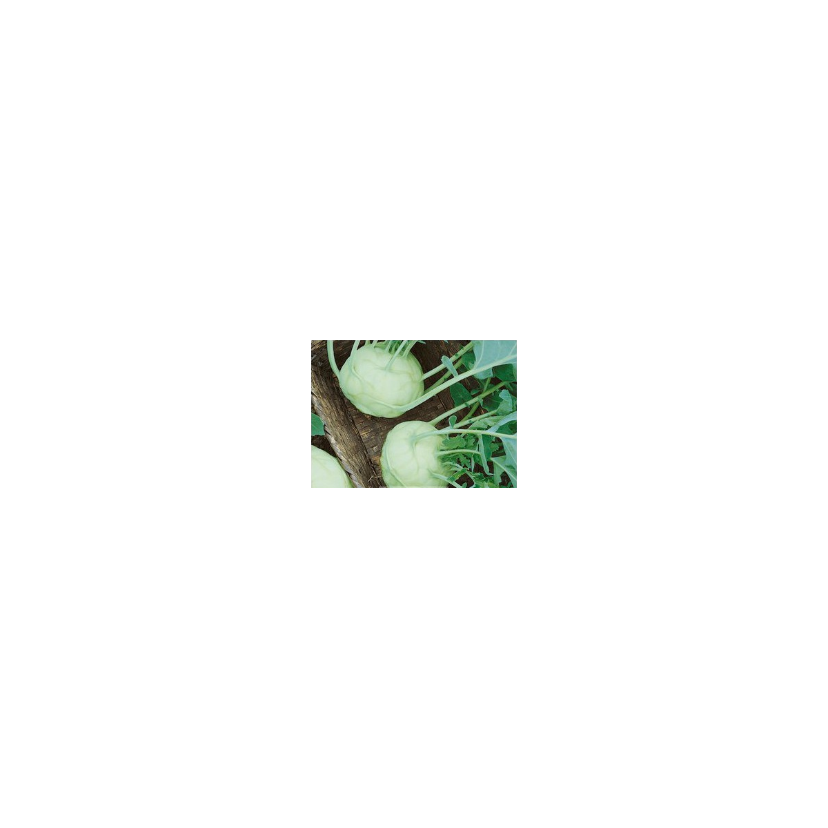 Kedluben bílý Lanro - Brassica oleracea - semena - 300 ks