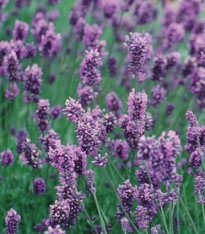 Levandule lékařská Lavance Speciál - Lavandula angustifolia - semena - 15 ks