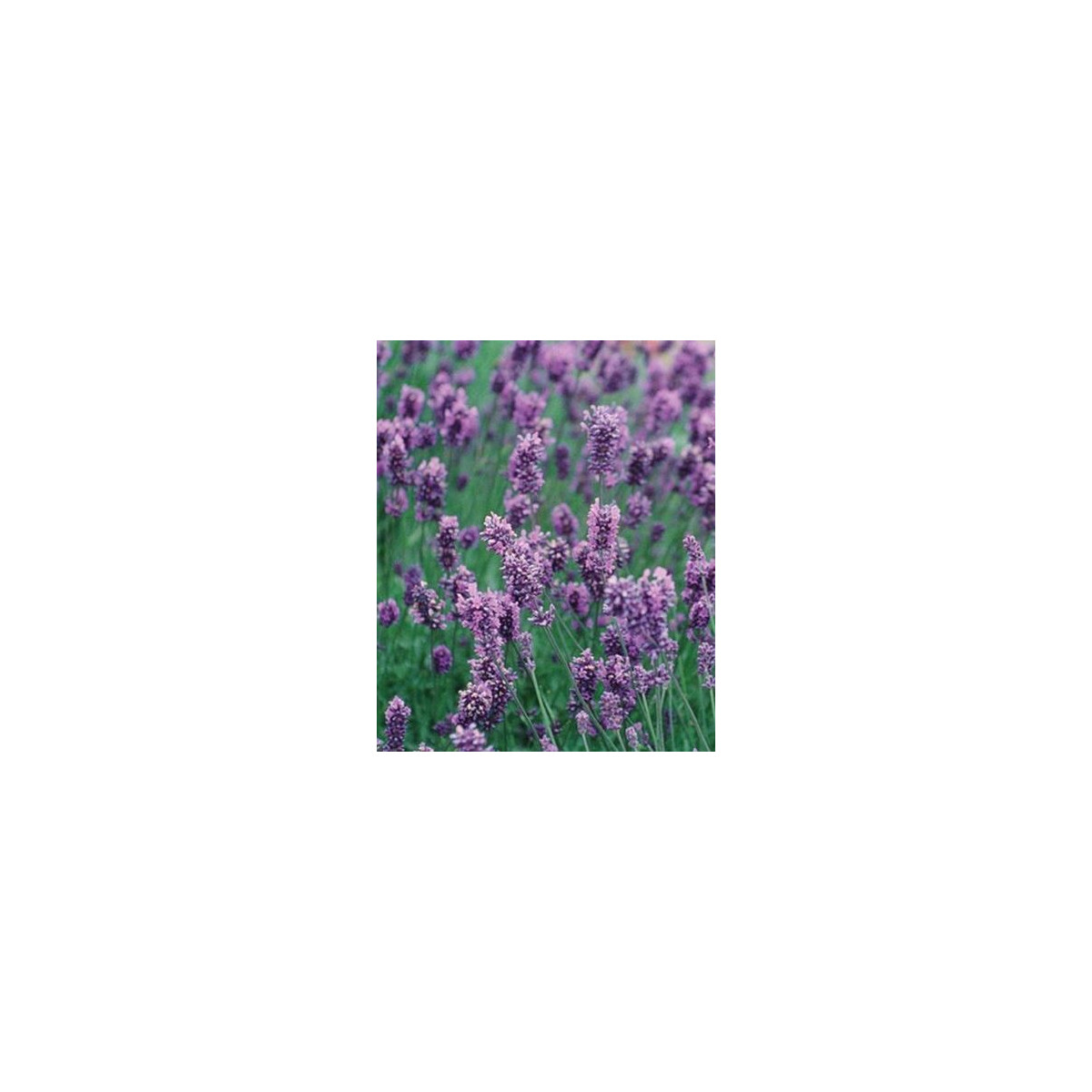 Levandule lékařská Lavance Speciál - Lavandula angustifolia - semena - 15 ks