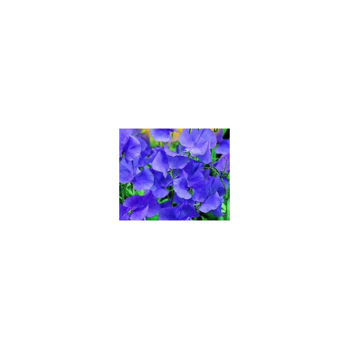 Hrachor vonný modrý - Lathyrus odoratus - semena- 20 ks