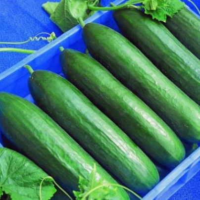 BIO Okurka salátová Hadovka Paska F1 - Cucumis sativus - bio semena - 4 ks
