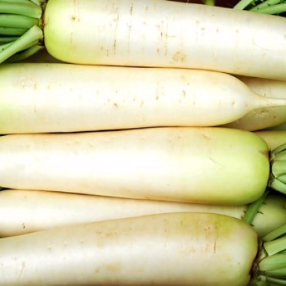 Ředkev setá bílá - Rahpanus sativus - semena - 1 g