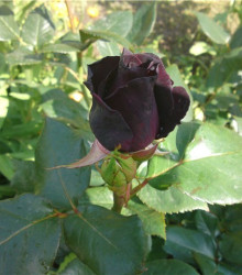 Růže černá Maroon - Rosa - semena - 5 ks
