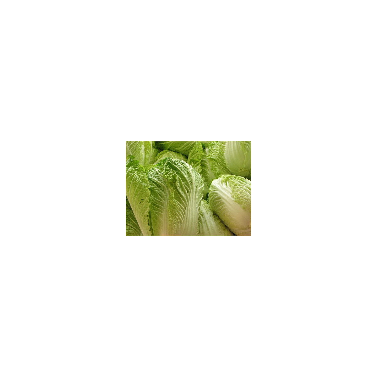 Zelí pekingské Michihili - Brassica rapa ssp. pekinensis - semena - 0,8 g