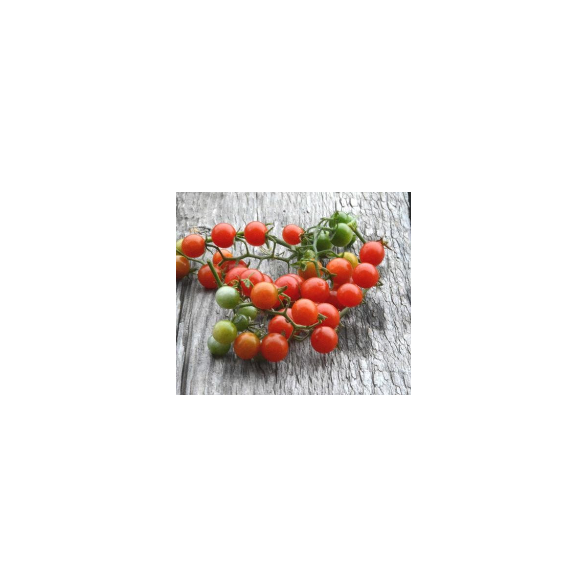 Divoká rajčátka - Solnum pimpinellifolium - semena - 6 ks
