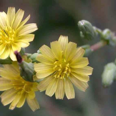 Locika kompasová - Lactuca serriola - semena - 10 ks