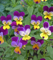 Violka rohatá směs Bambini - Viola cornuta - semena - 0,2 g