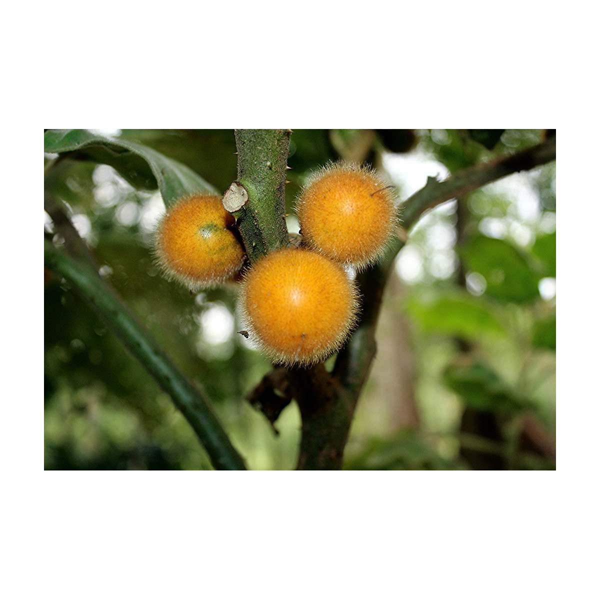 Teron Asam - Solanum lasiocarpum - semena - 5 ks