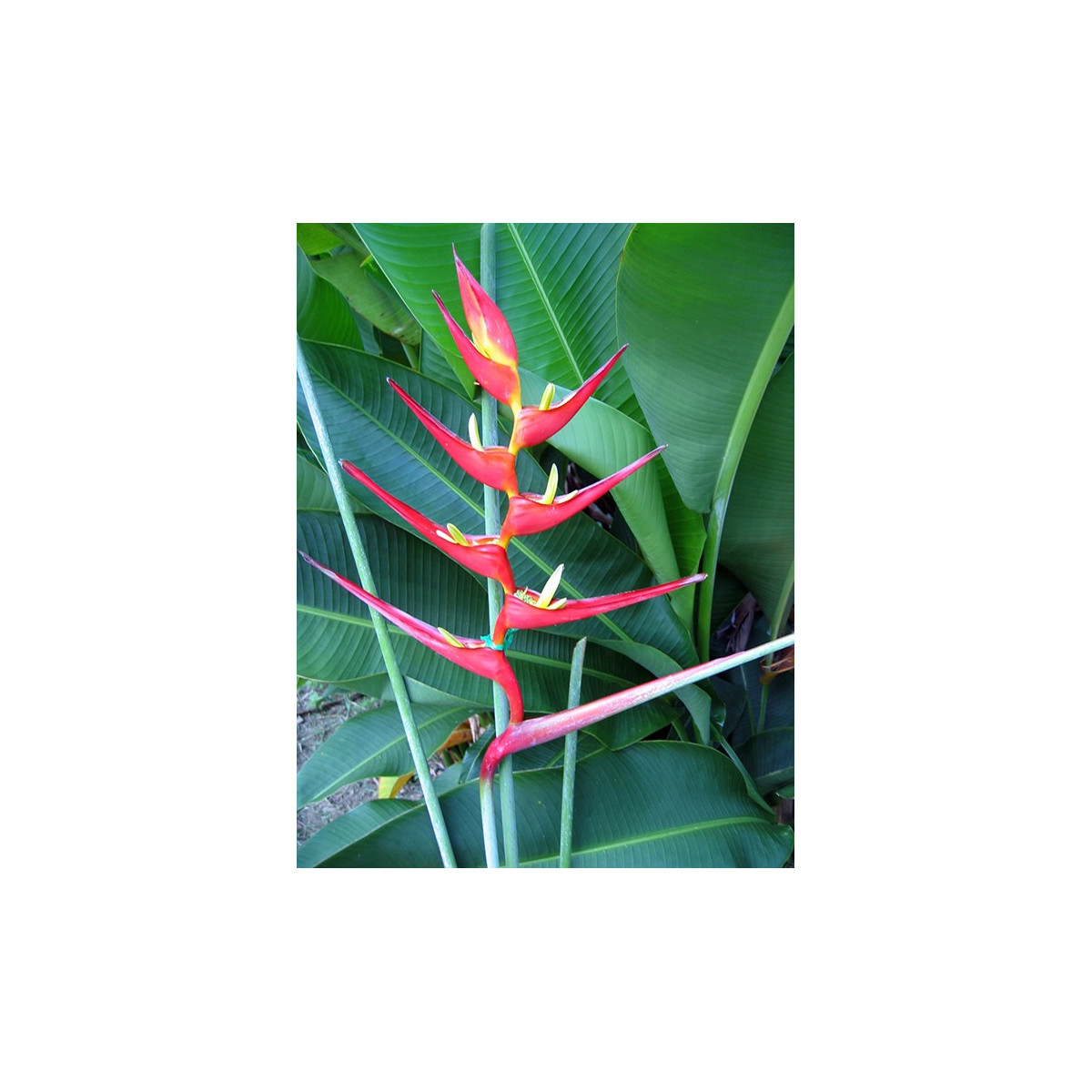 Helikonie farinosa červená - Heliconia farinosa - semena - 3 ks