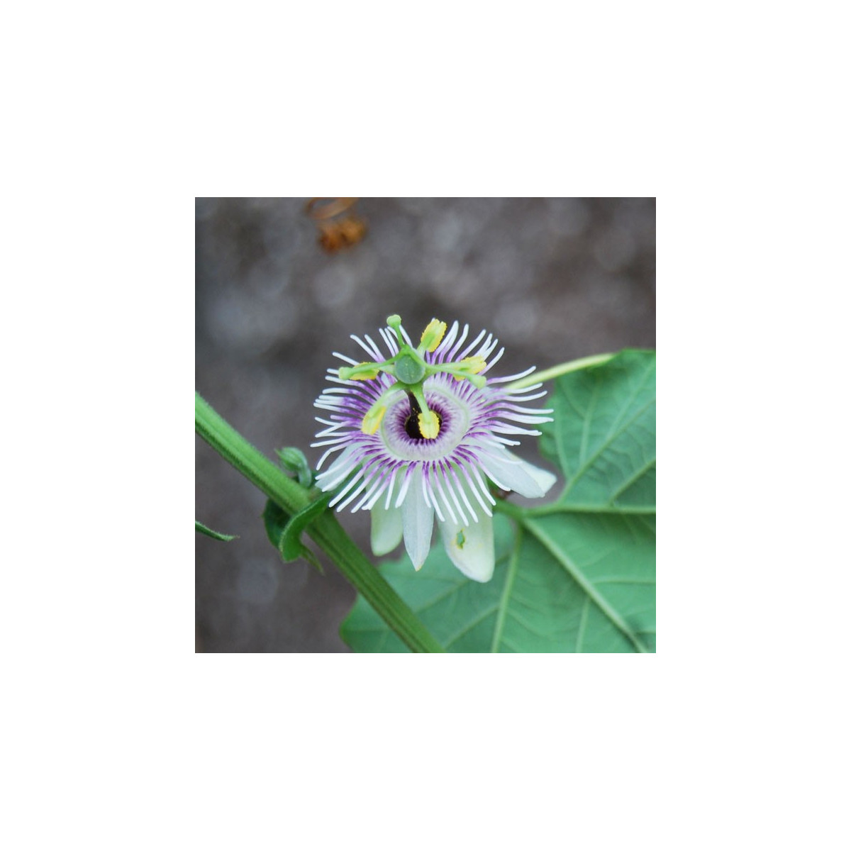 Mučenka morušolistá - Passiflora morifolia - semena - 4 ks