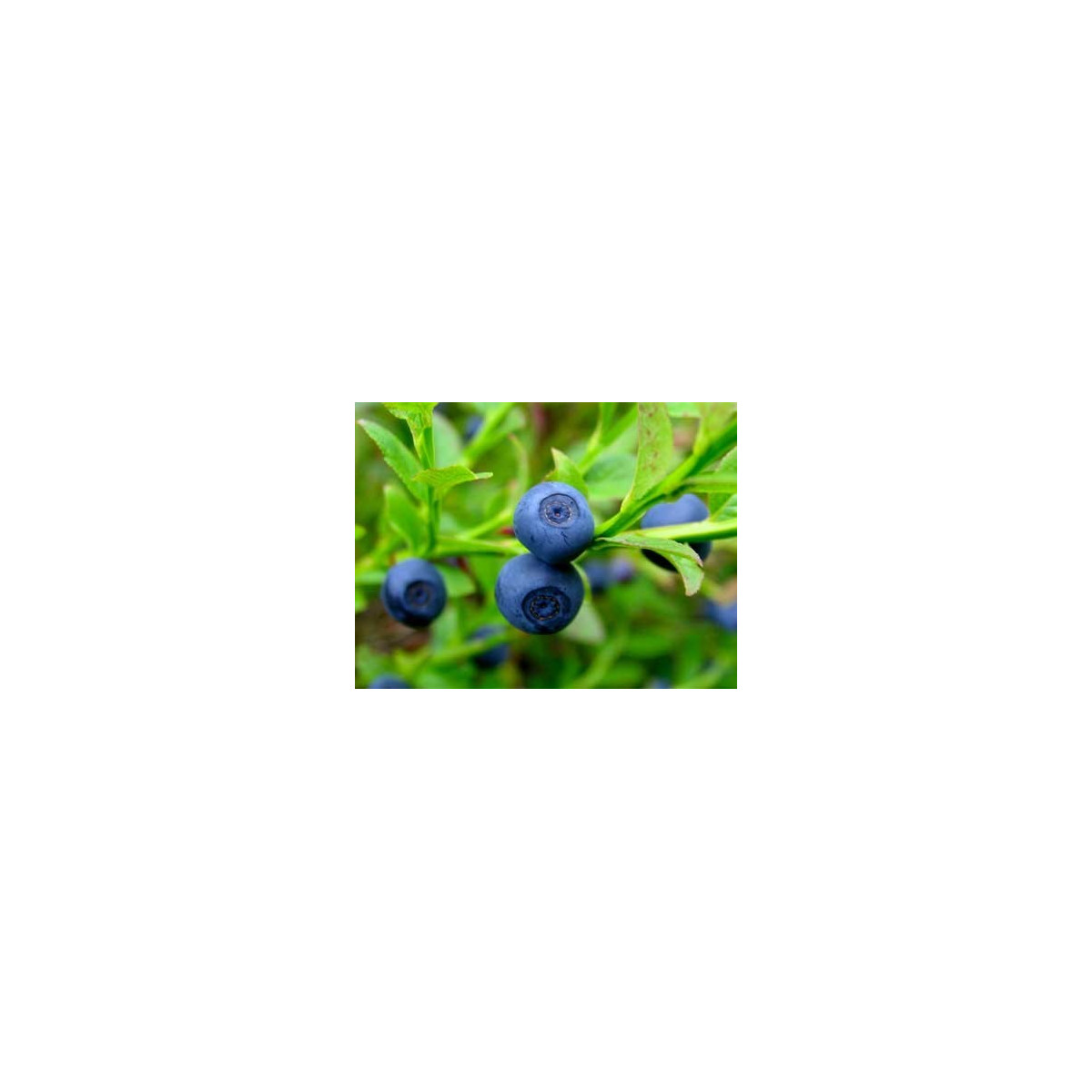 Borůvka černá - Vaccinium myrtillus - semena - 7 ks