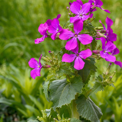 Měsíčnice roční Honesty směs barev - Lunaria annua - semena - 1 g