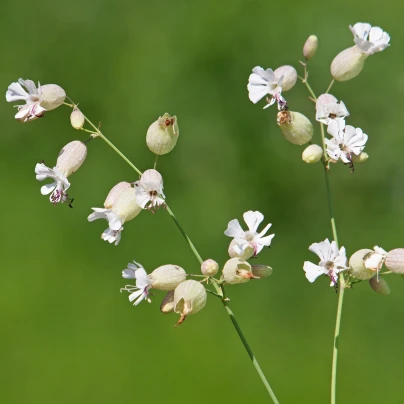 Silenka nadmutá - Silene vulgaris - semena - 150 ks