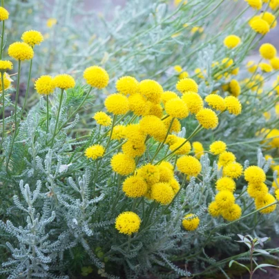 Svatolina cypřiškovitá - Santolina chamaecyparissus - semena - 5 ks