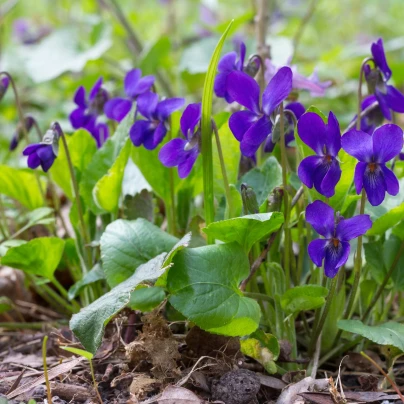 Violka vonná Královna Šarlot - Viola odorata - semena - 50 ks