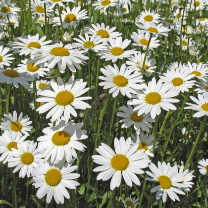 Kopretina bílá Královna - Chrysanthemum leucanthemum max. - semena - 600 ks