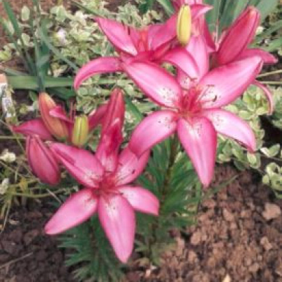 Lilie Happy Kiss - Lilium - cibuloviny - 1 ks