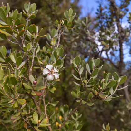 Woolly Tea-Tree - Leptospermum Lanigerum - semena - 20 ks