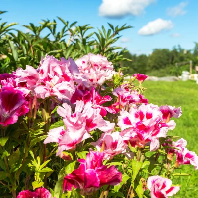 Zářivka velkokvětá - Godetia grandiflora - semena - 0,1 g