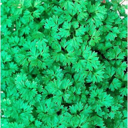 Kerblík setý Fijne Krul - Anthriscus cerefolium crispum - semena - 0,8 g