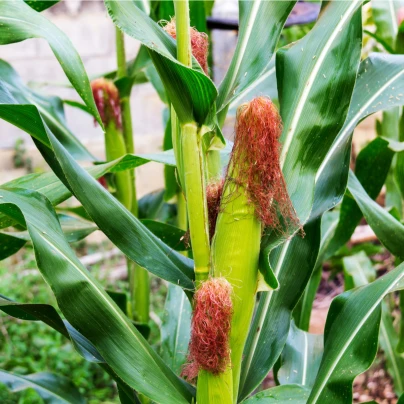 Kukuřice pukancová F1 Nana - Zea mays - semena - 15 ks