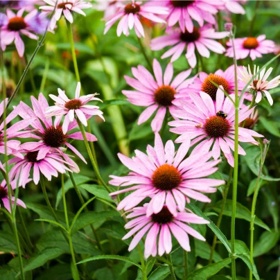 Třapatkovka bledá - Echinacea pallida - semena - 15 ks